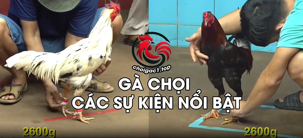 gà chọi c1 sự kiện nổi bật