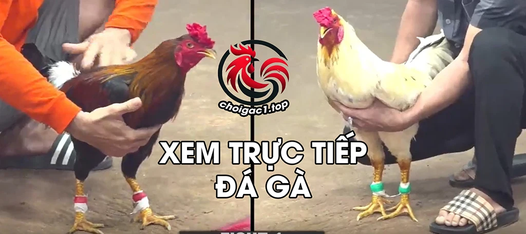 xem trực tiếp đá gà c1